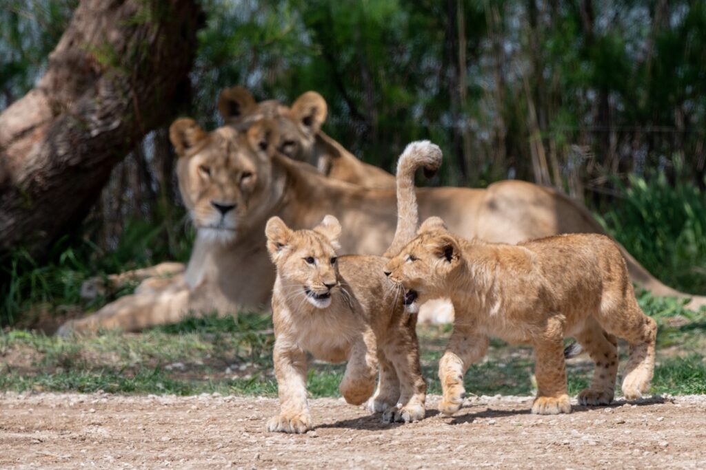 Lion reserve africaine Sigean